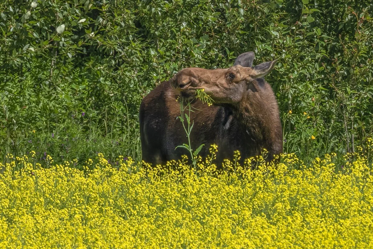 Moose 1
