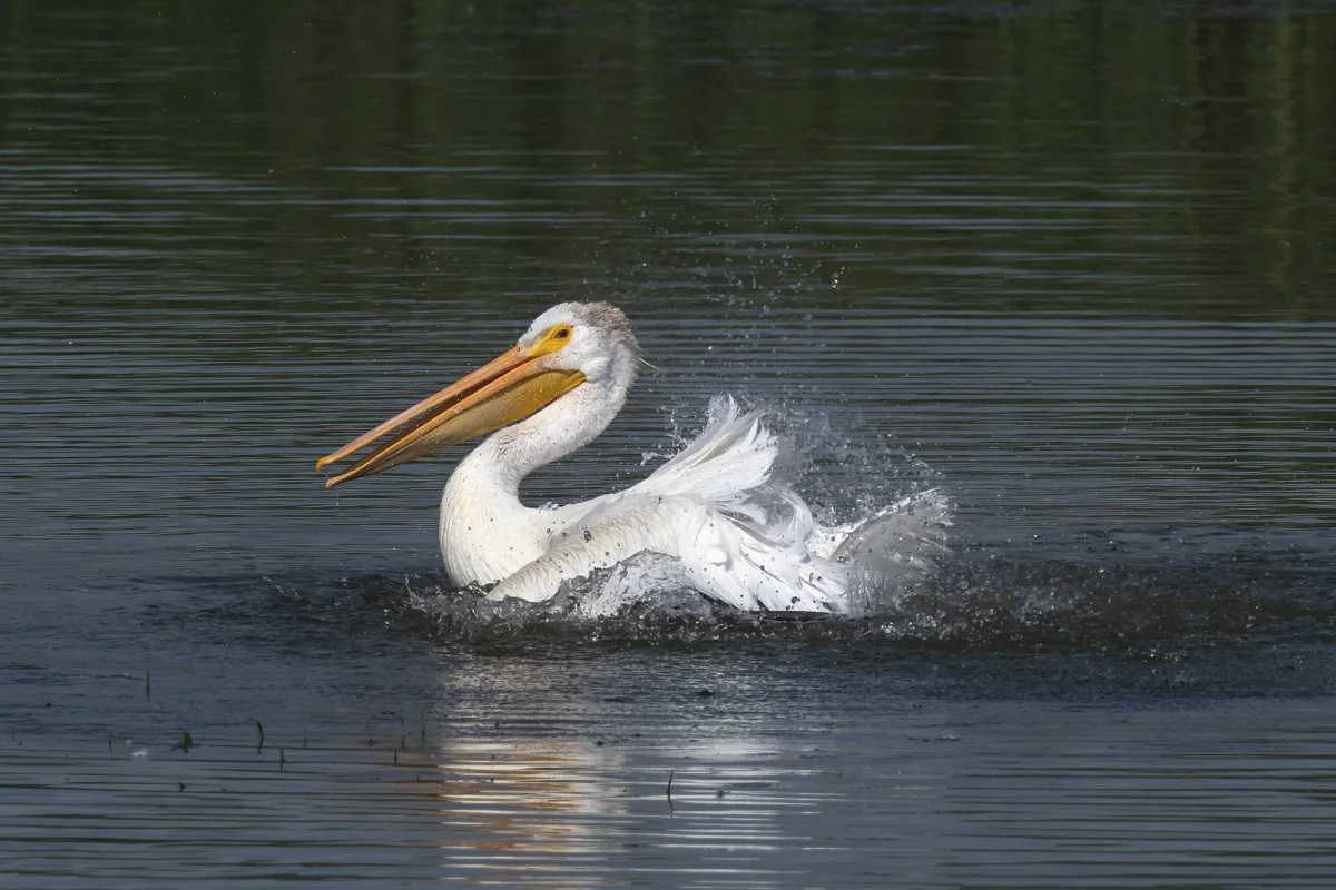 Pelican 3