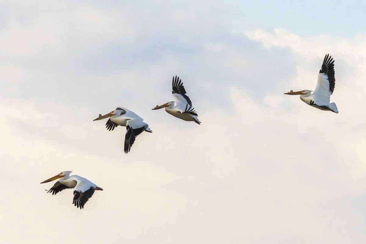 Pelican 2