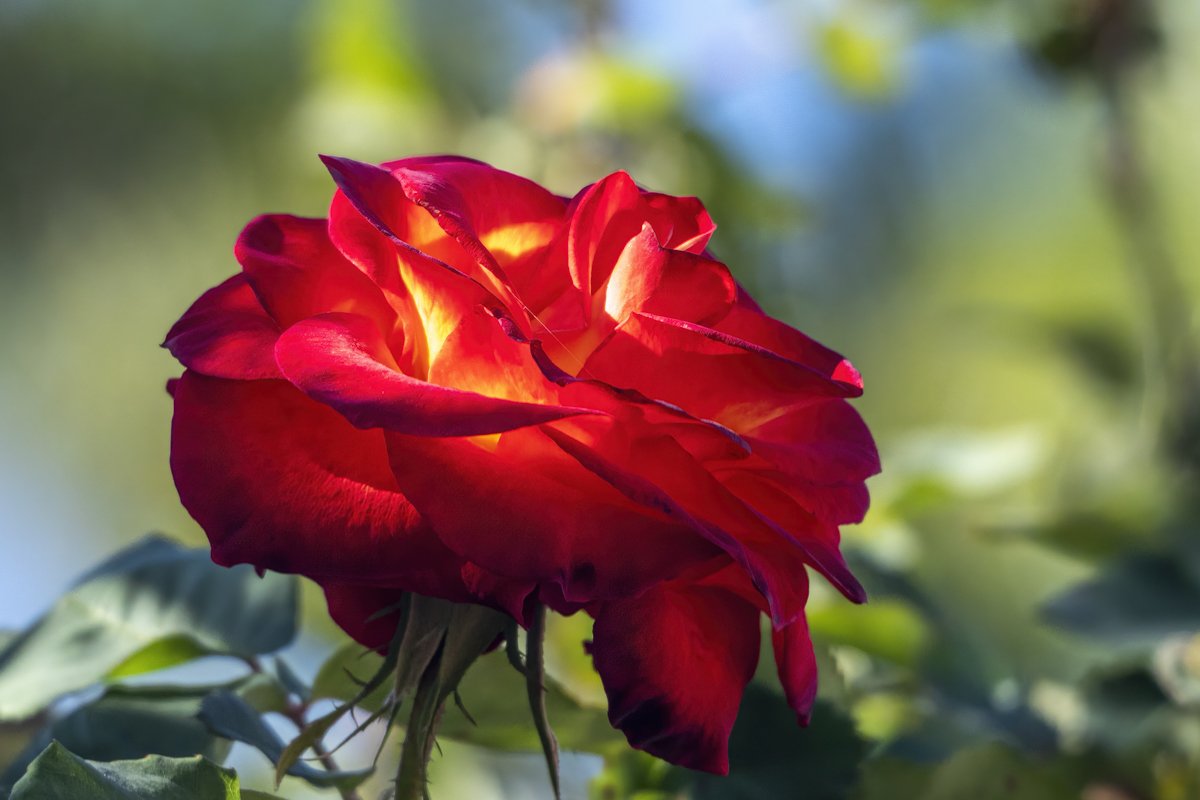 Rose 1