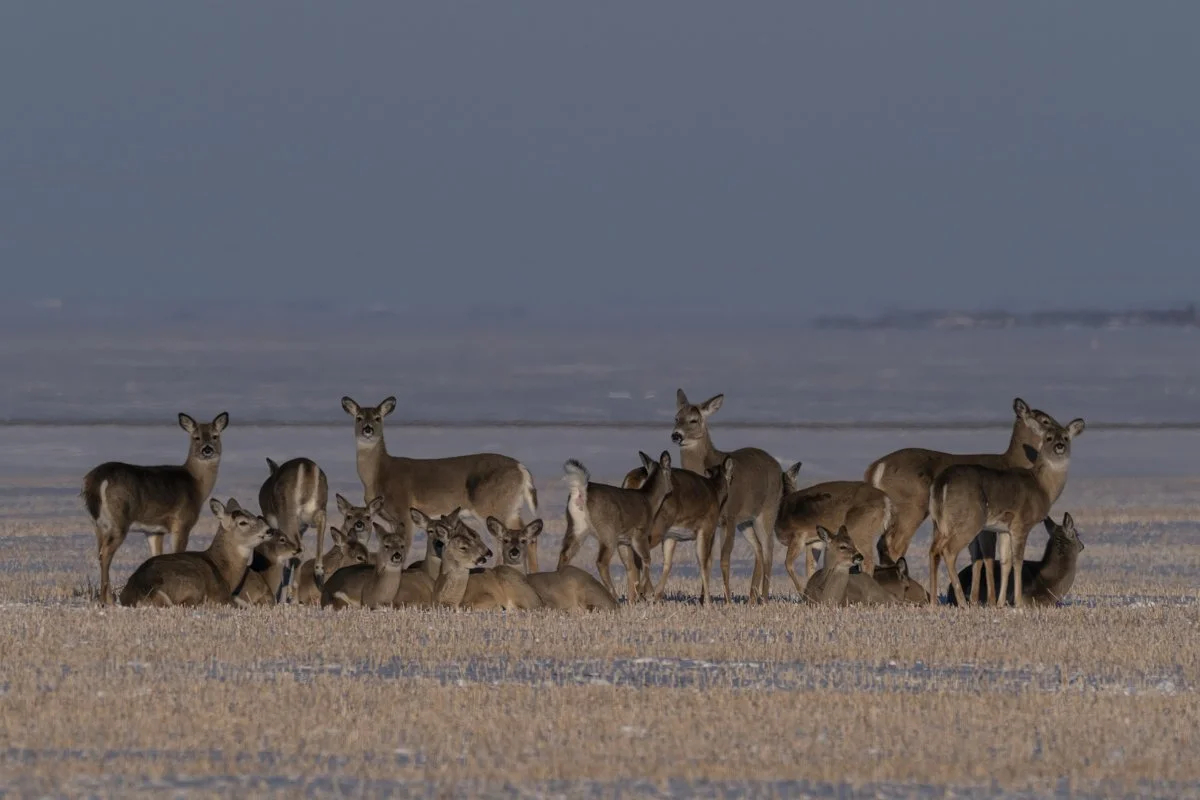 Deer 1