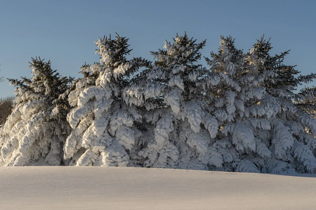 Winter 6