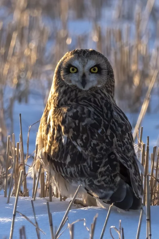Short-Eared Owl