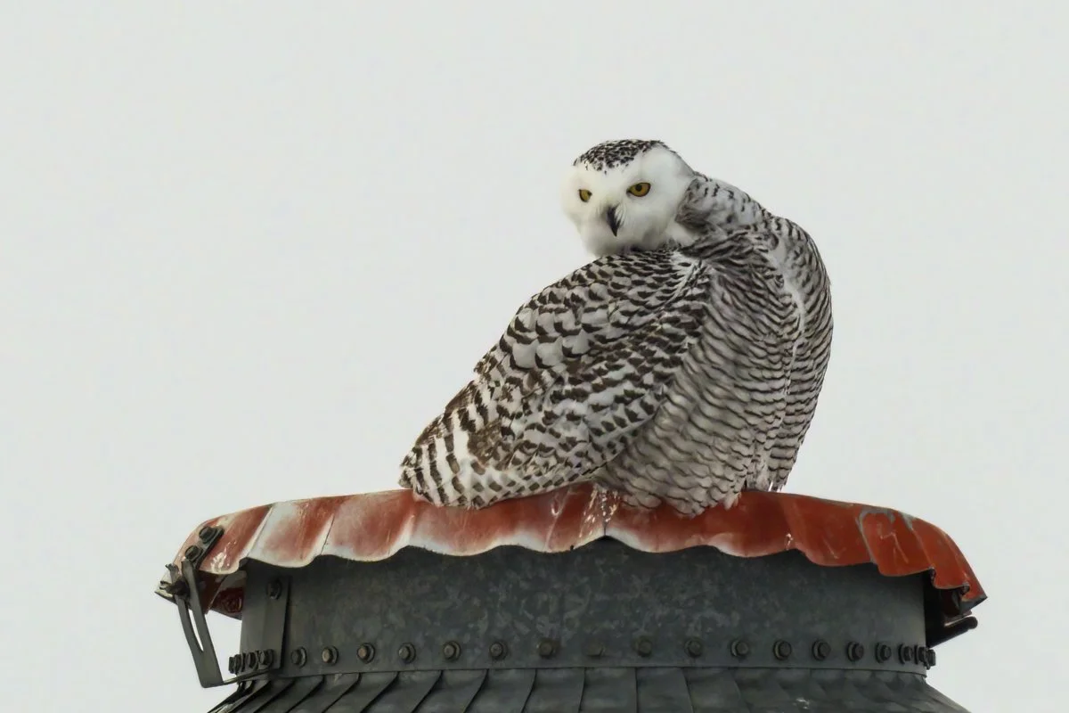 Snowy Owl 5