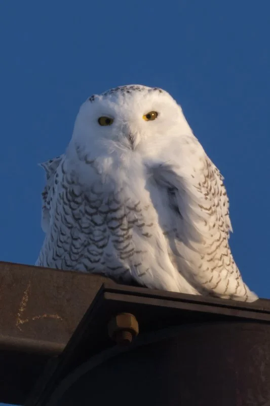Snowy Owl 6