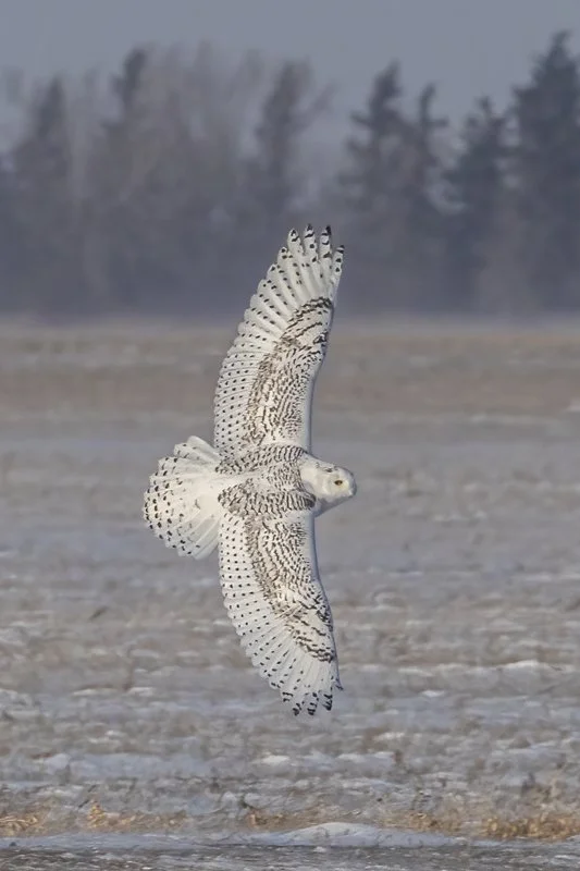 Snowy Owl 3