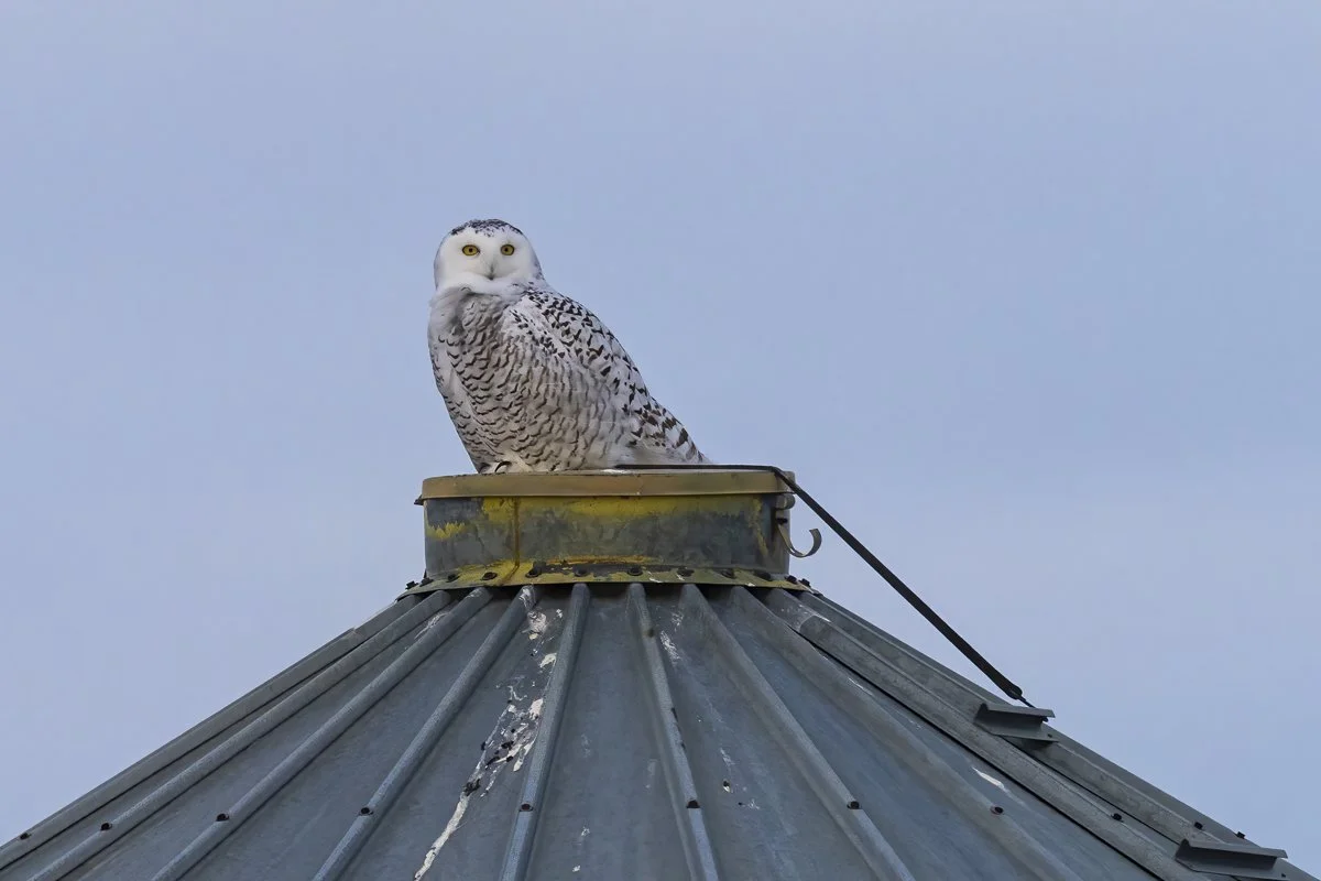 Snowy Owl 4