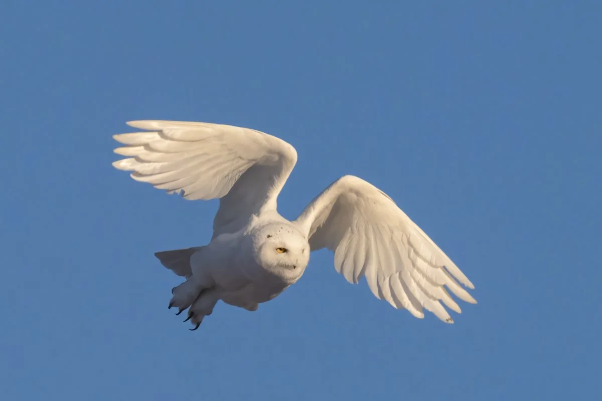 Snowy Owl 1