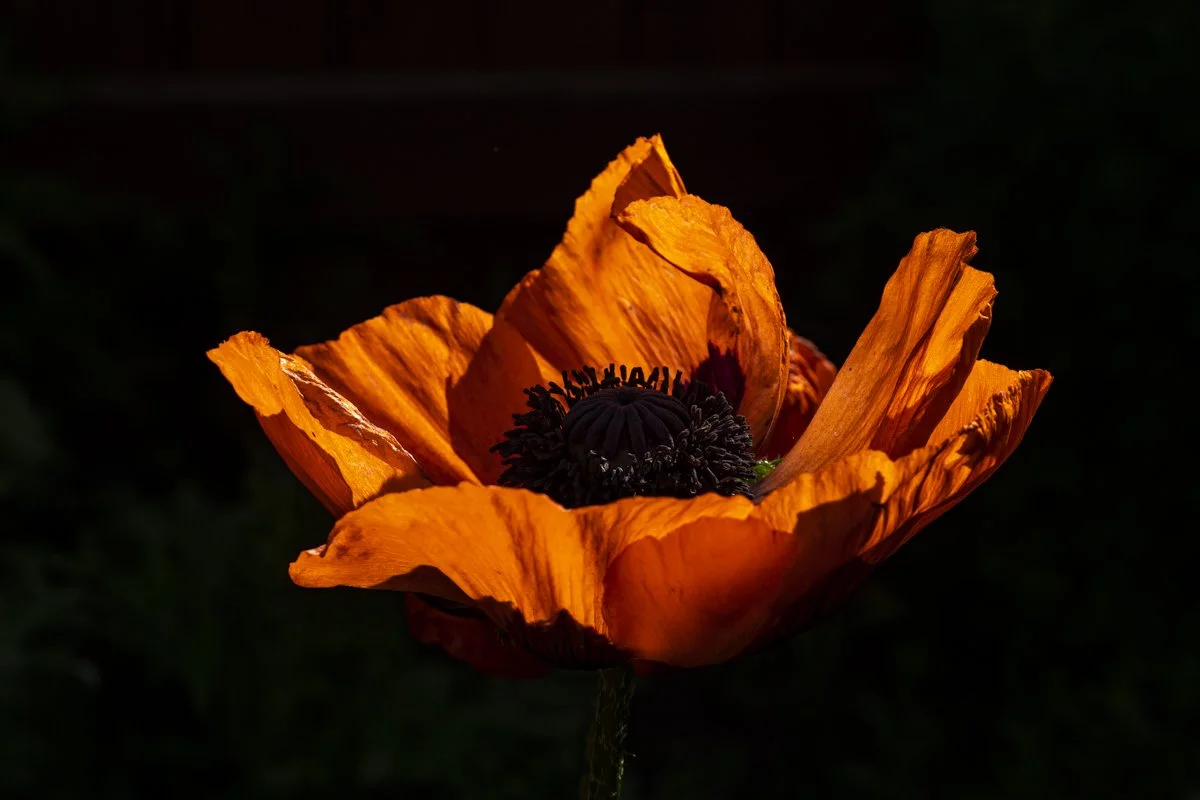 Red Poppy 1