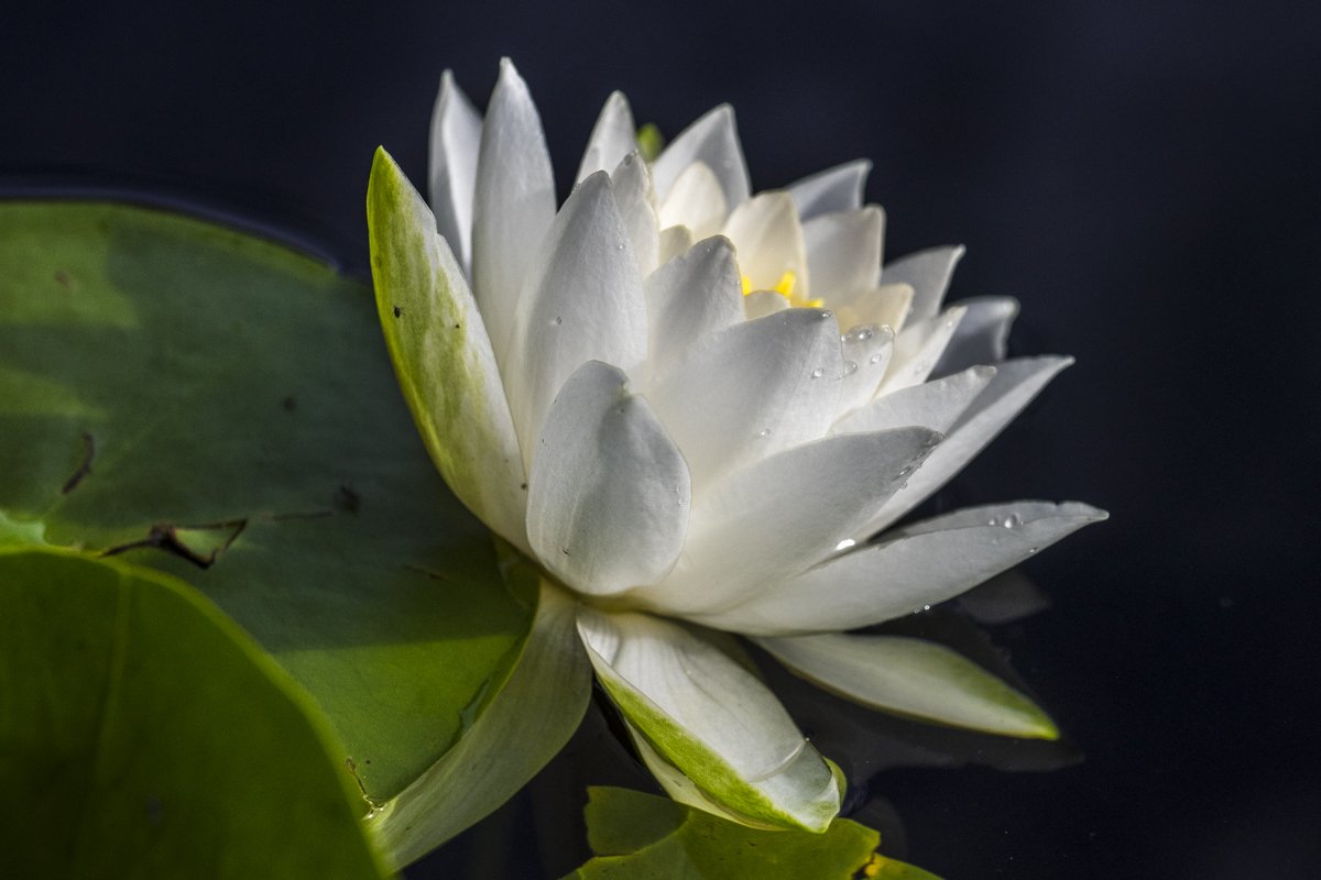 White Lily 1