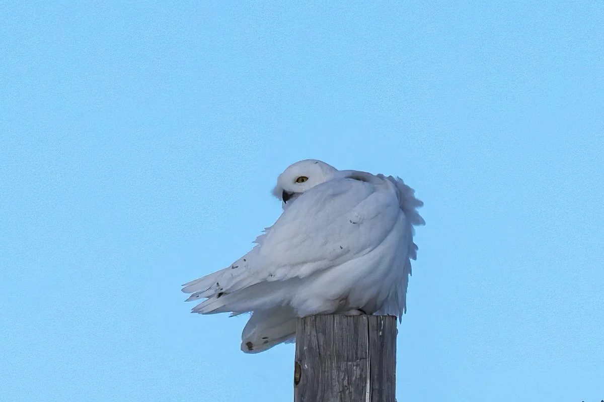 Snowy Owl 7