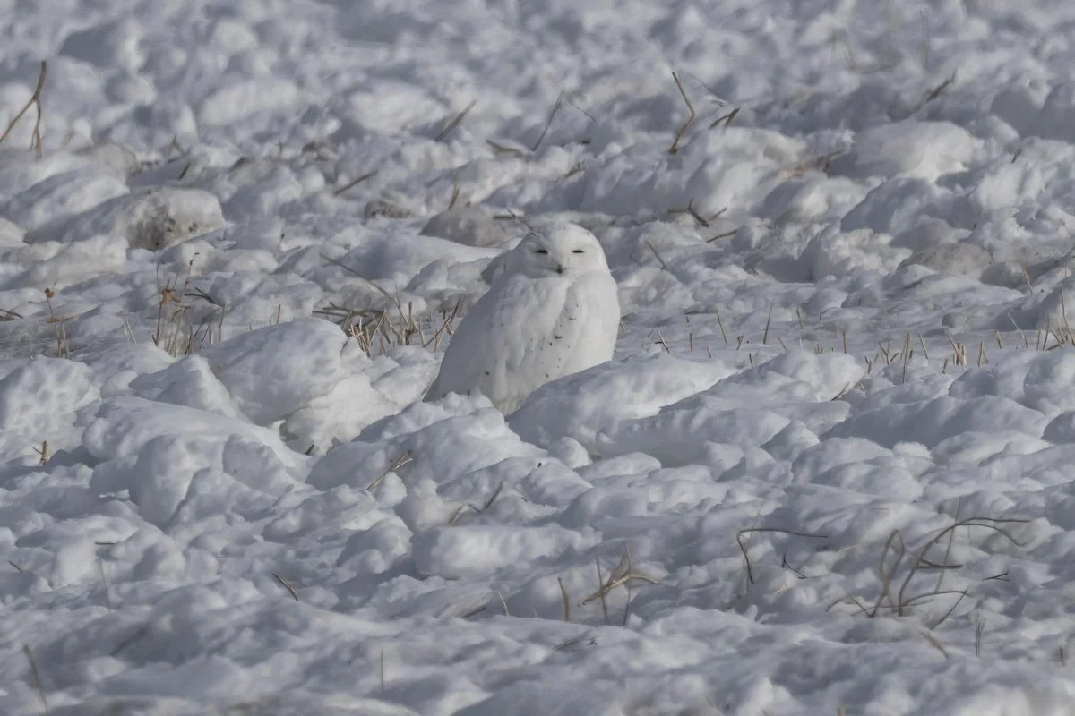 Snowy Owl 8