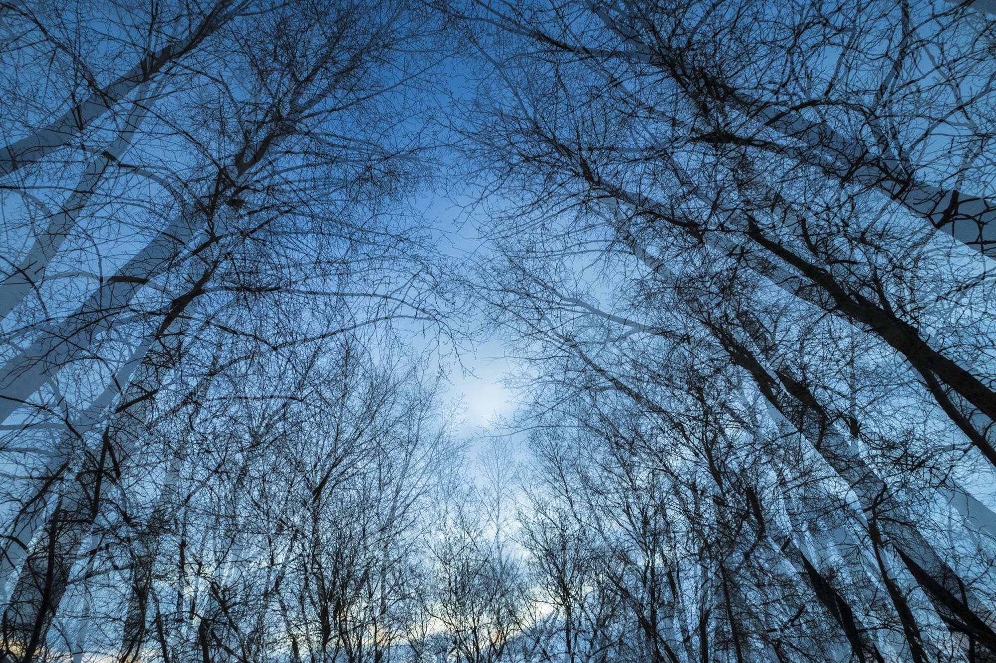 3. Winter Canopy