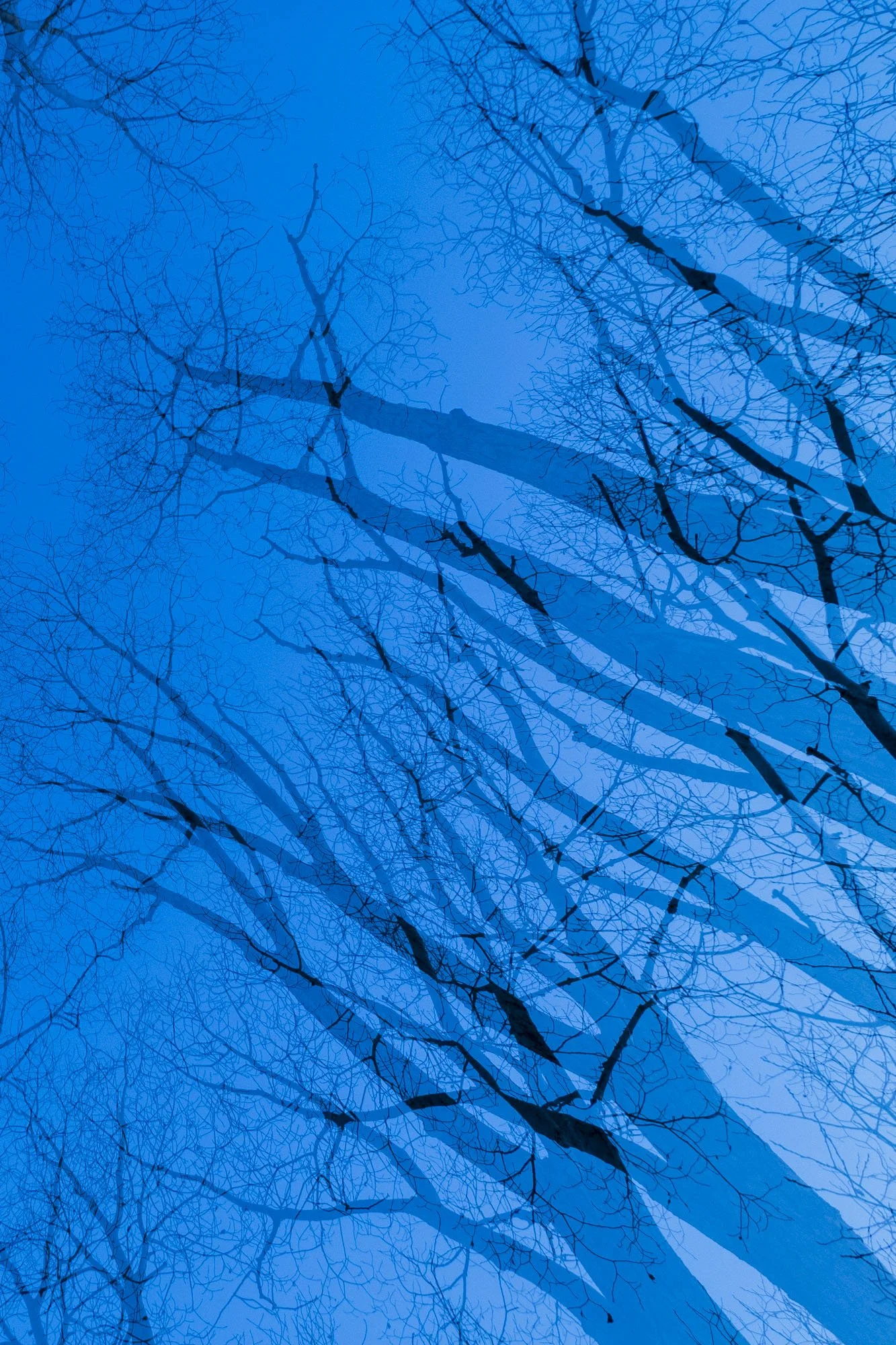 Branch Magic