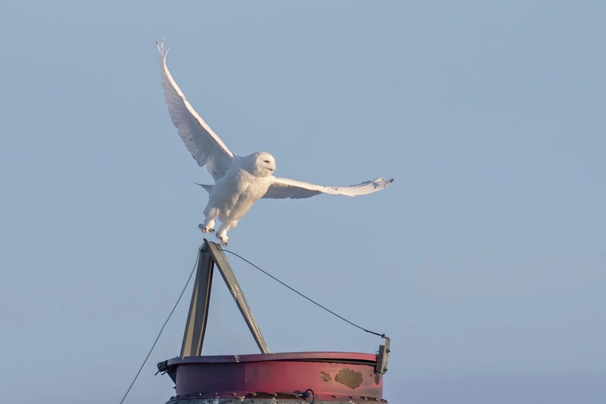 17. Prairie Angel Takes Flight