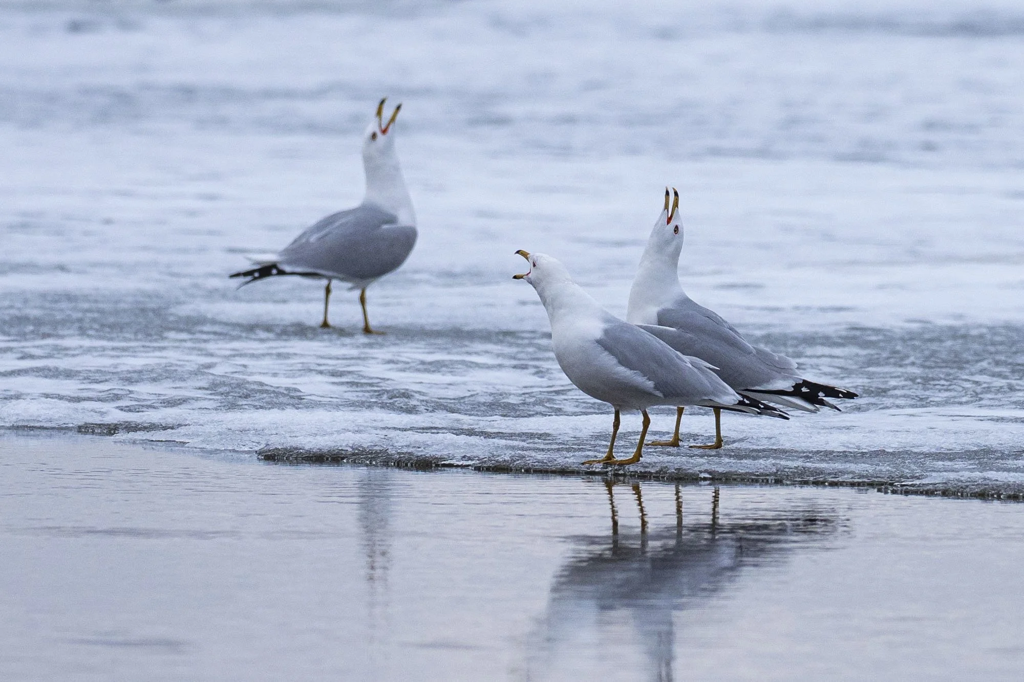 19. Caroling Gull Style