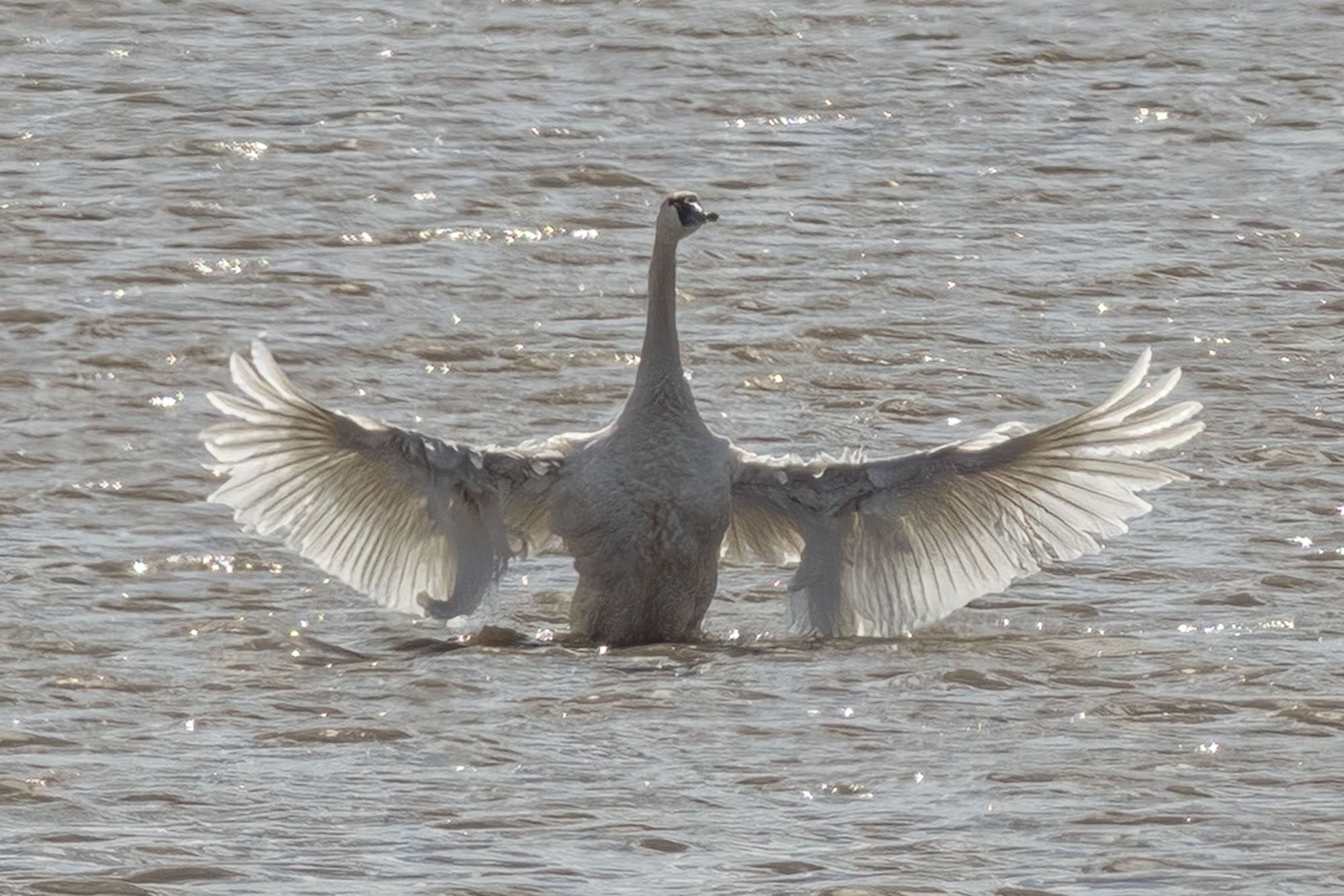 20. Swan Lit