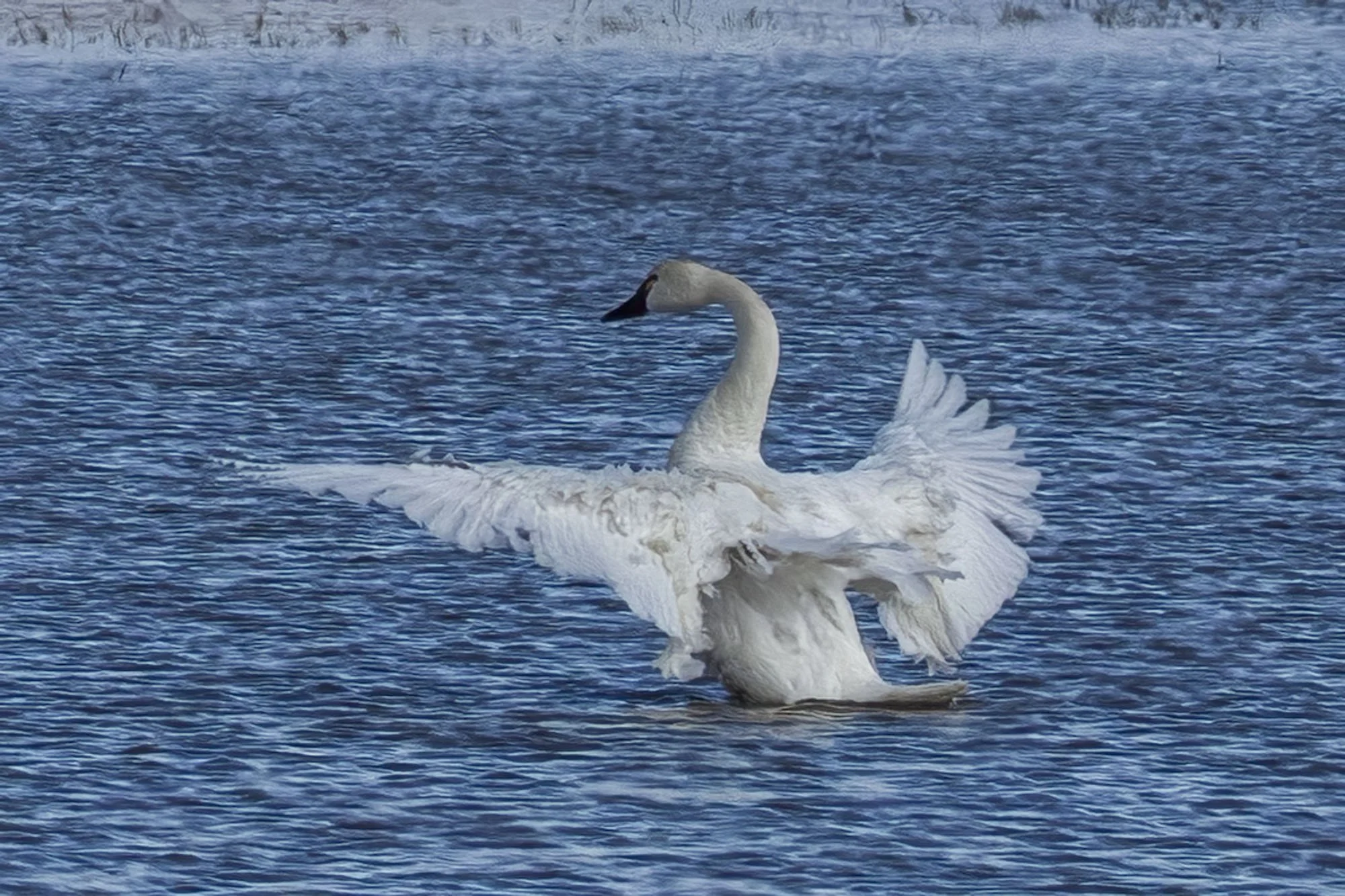 21. The Elegance of the Swan