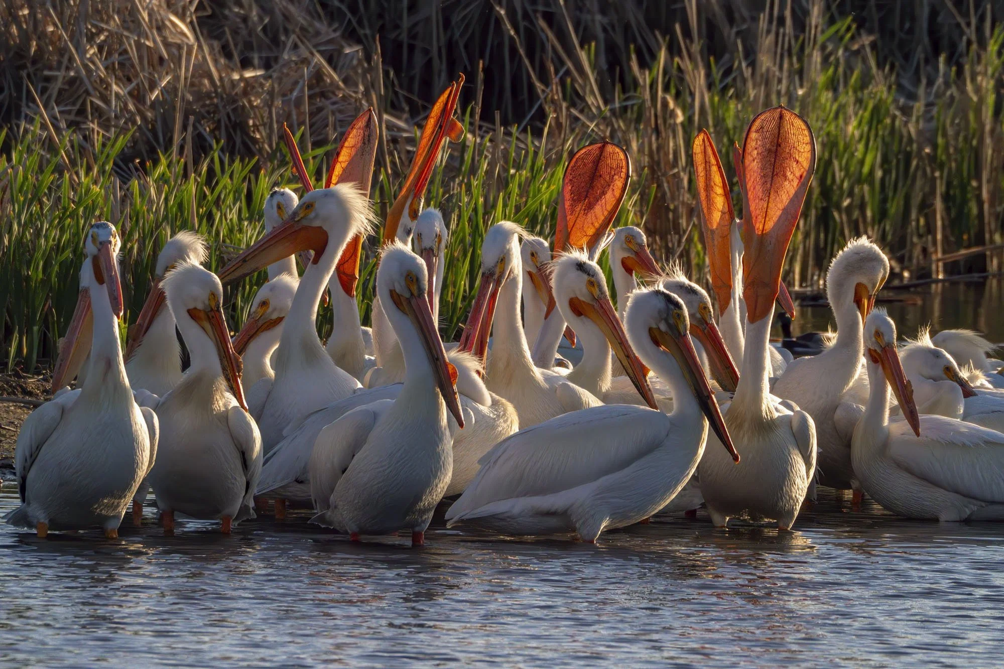 26. Pelican Celebration!