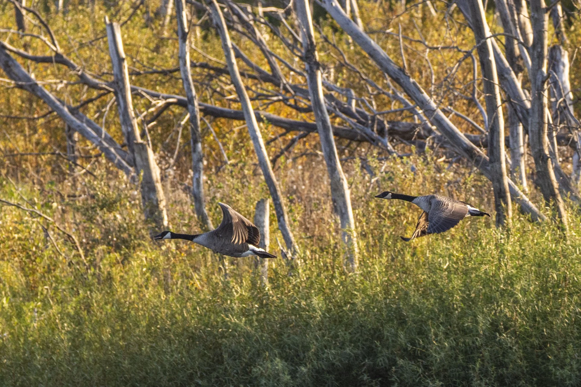 31. The Elegance of Canada Geese in Flight