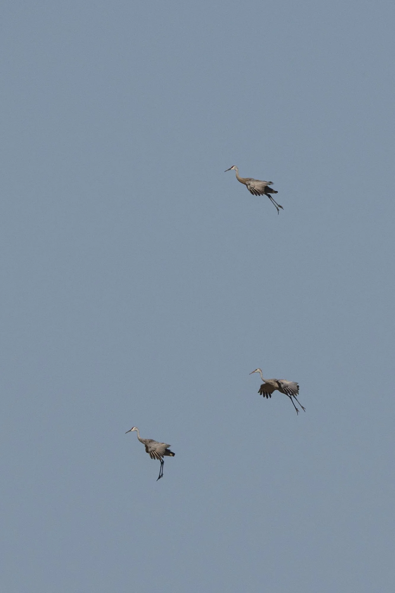 33. Sandhills Float Down to Earth!