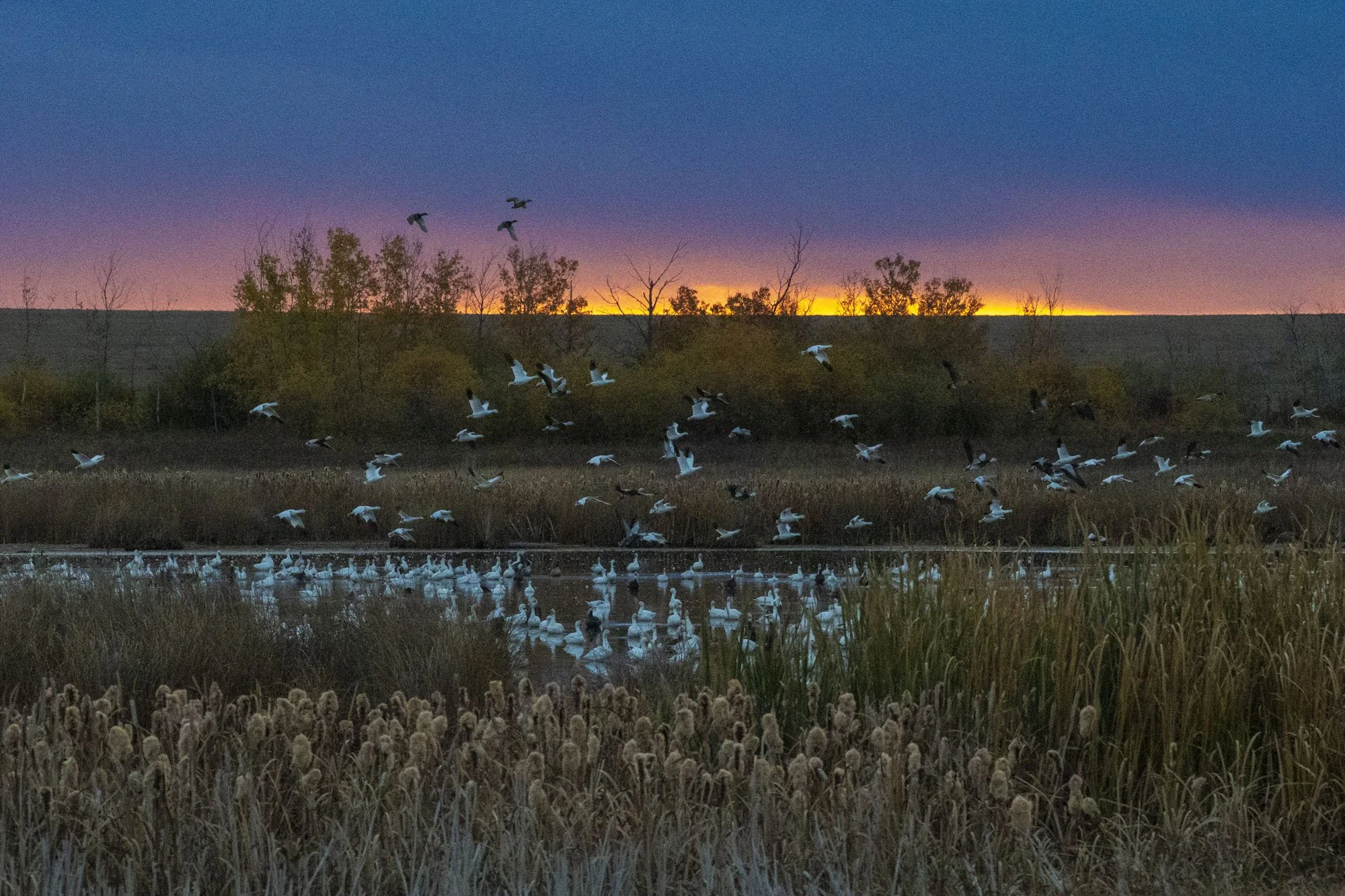 35. Snow Geese Take Flight at Sunrise