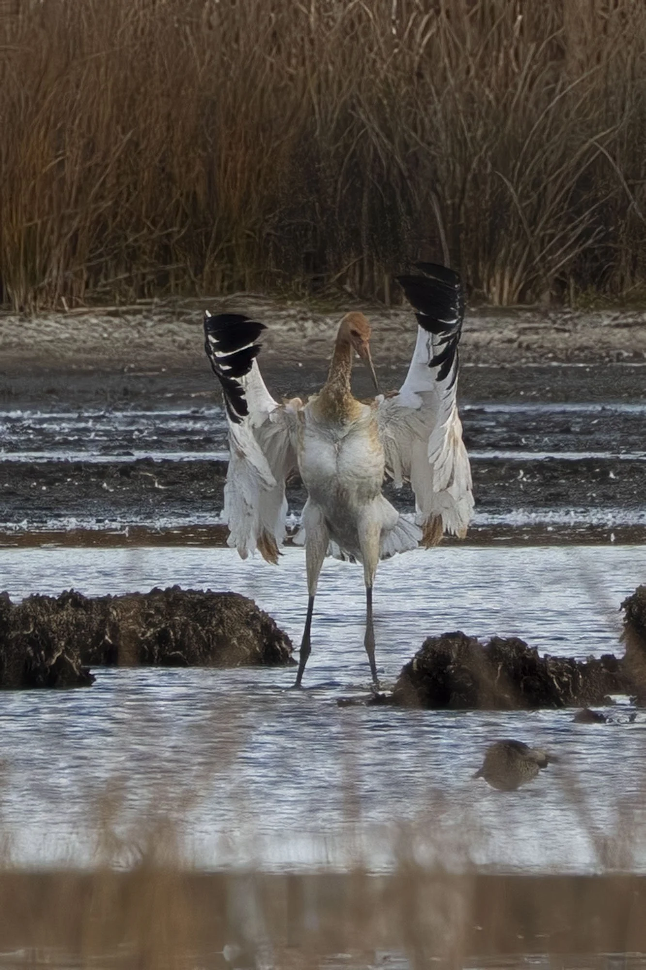 38. Young Whooping Crane Spreads Her Wings