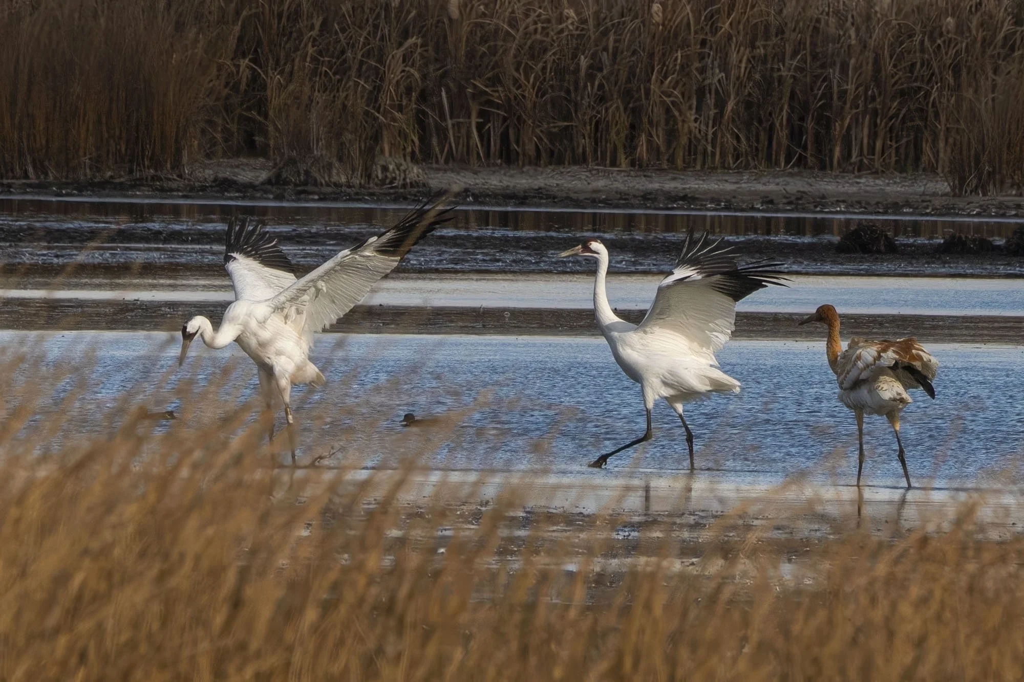 39. Whooping Crane Family