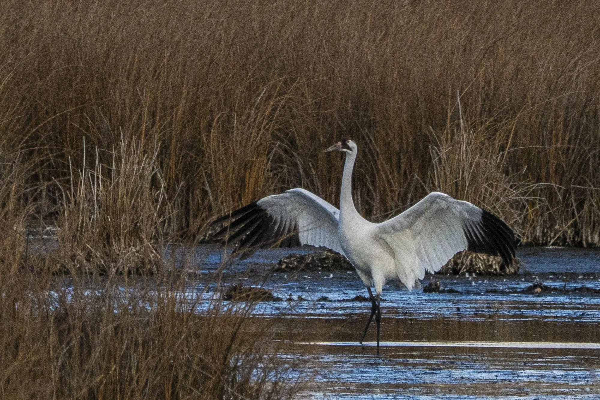 40. The Majesty of the Whooping Crane