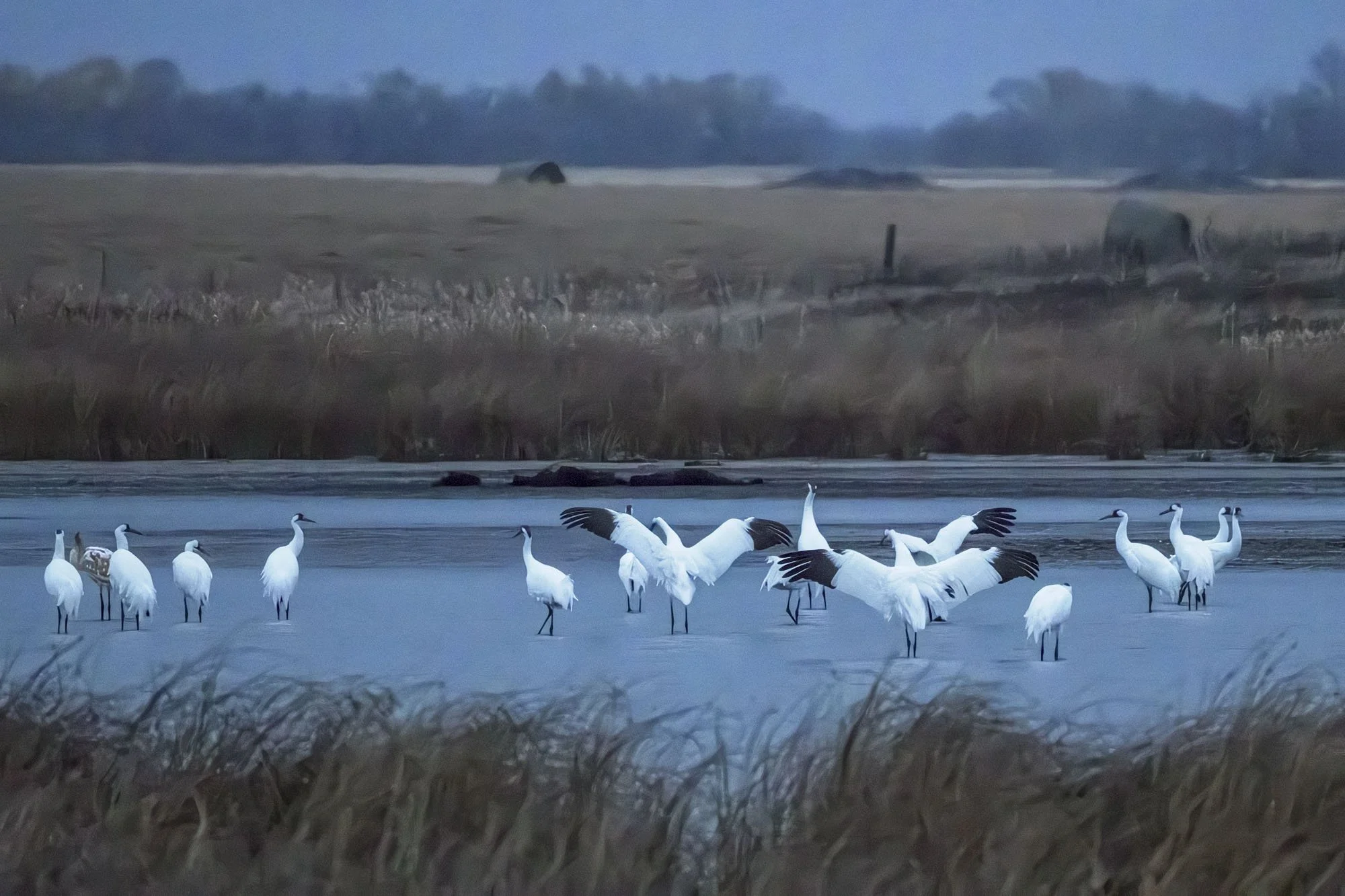41. Sacred Morning Gathering of Whooping Cranes