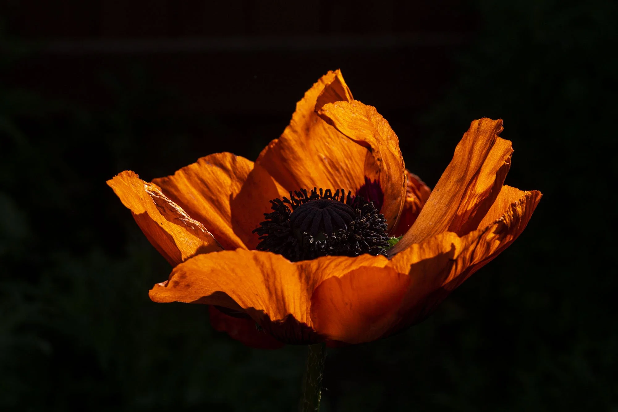 45. Sunlit Poppy