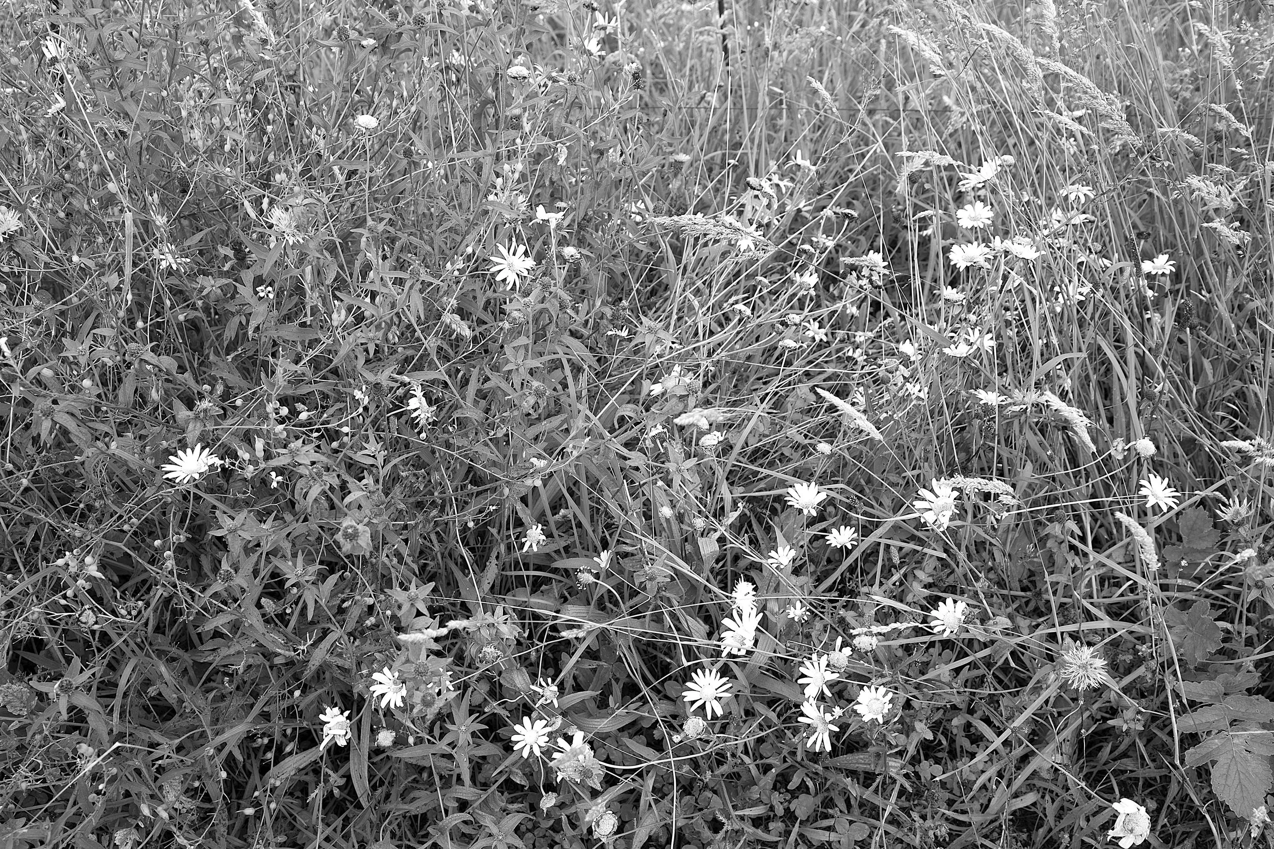 Llanes Flowers 9Sep17.jpg