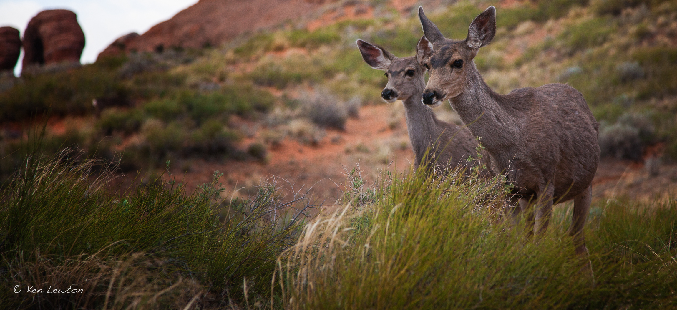 Ken_Moab-2328-Edit.jpg