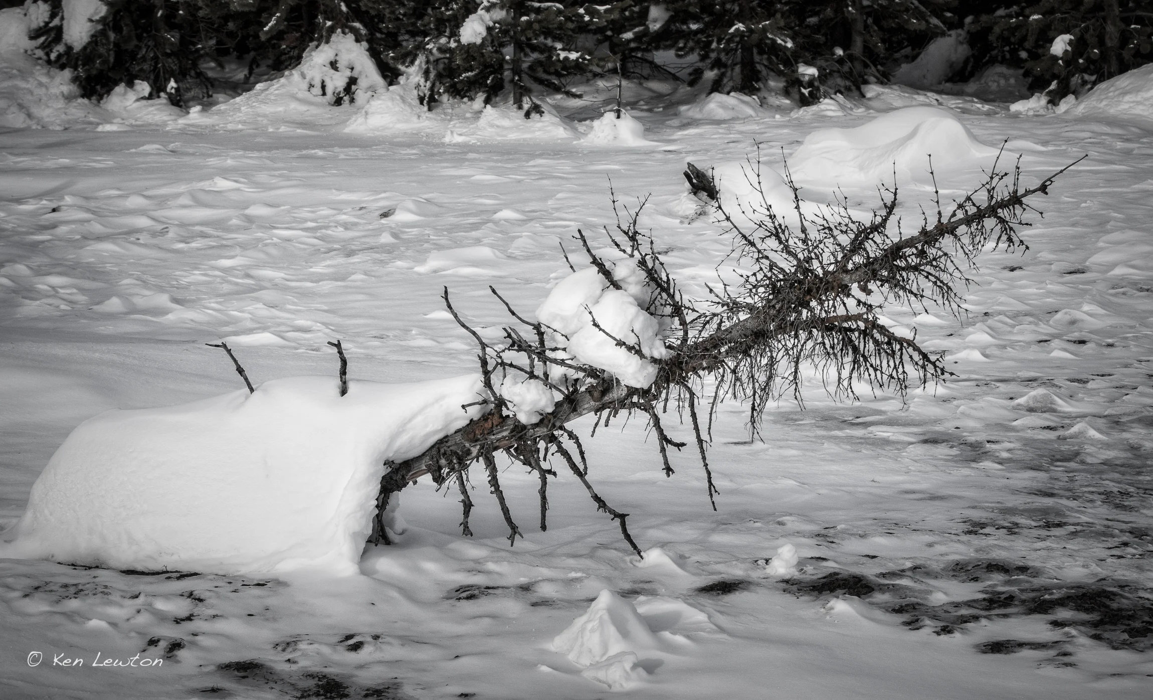 7DII9979-Edit.jpg