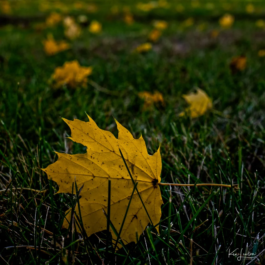 Web_FXT32190_Irid.jpg