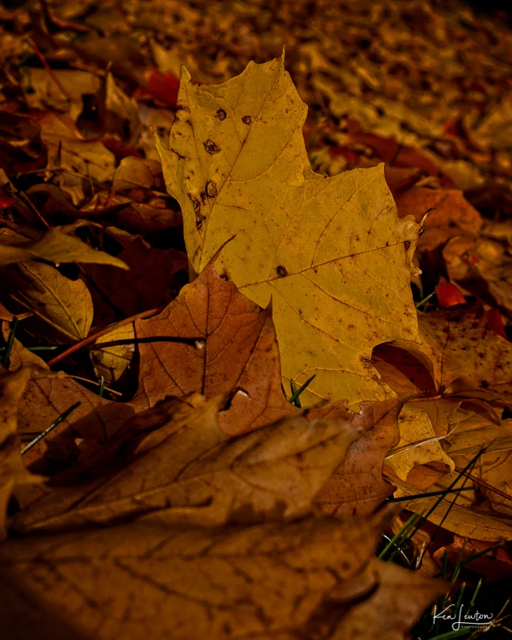 Web_FXT32205_Irid.jpg