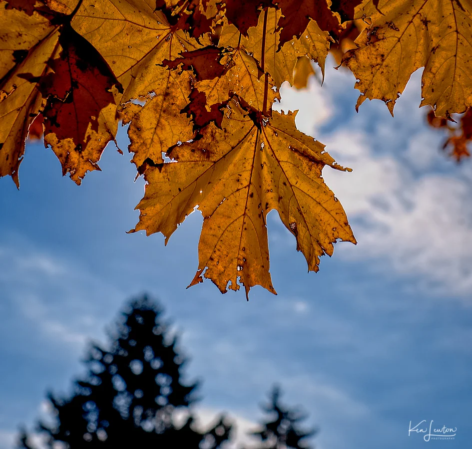 Web_FXT32213_Iridv1.jpg