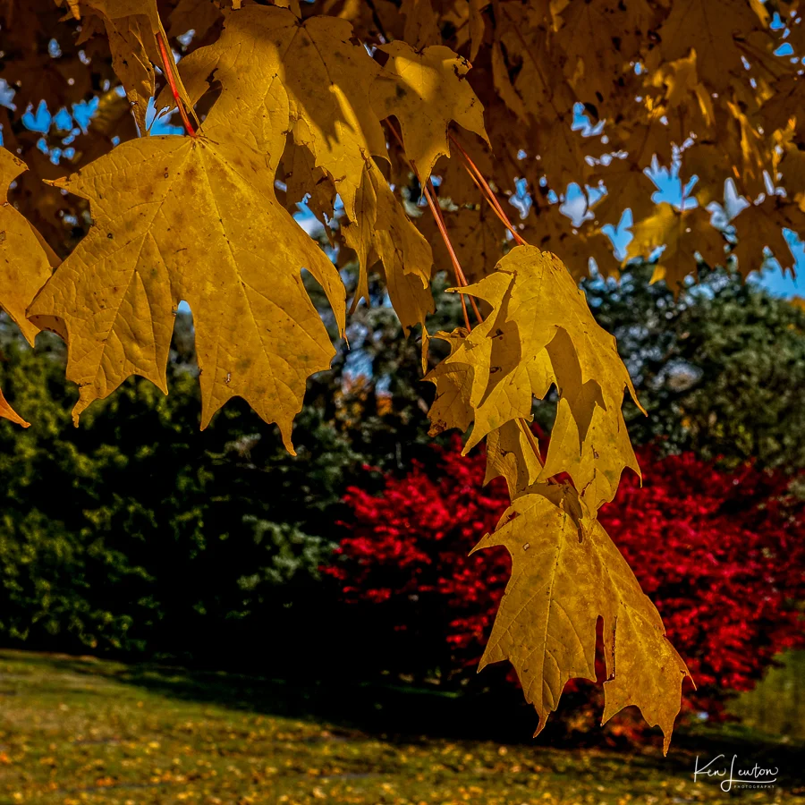 Web_FXT32246_Irid.jpg