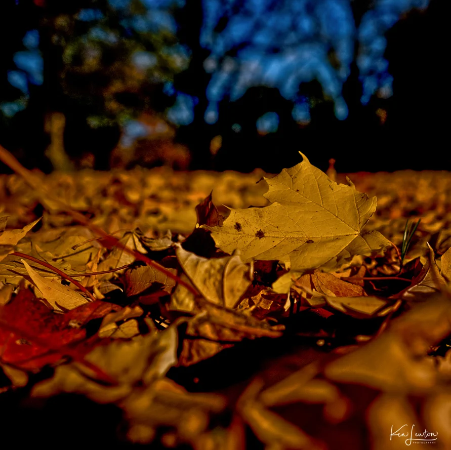 Web_FXT32303_Irid.jpg
