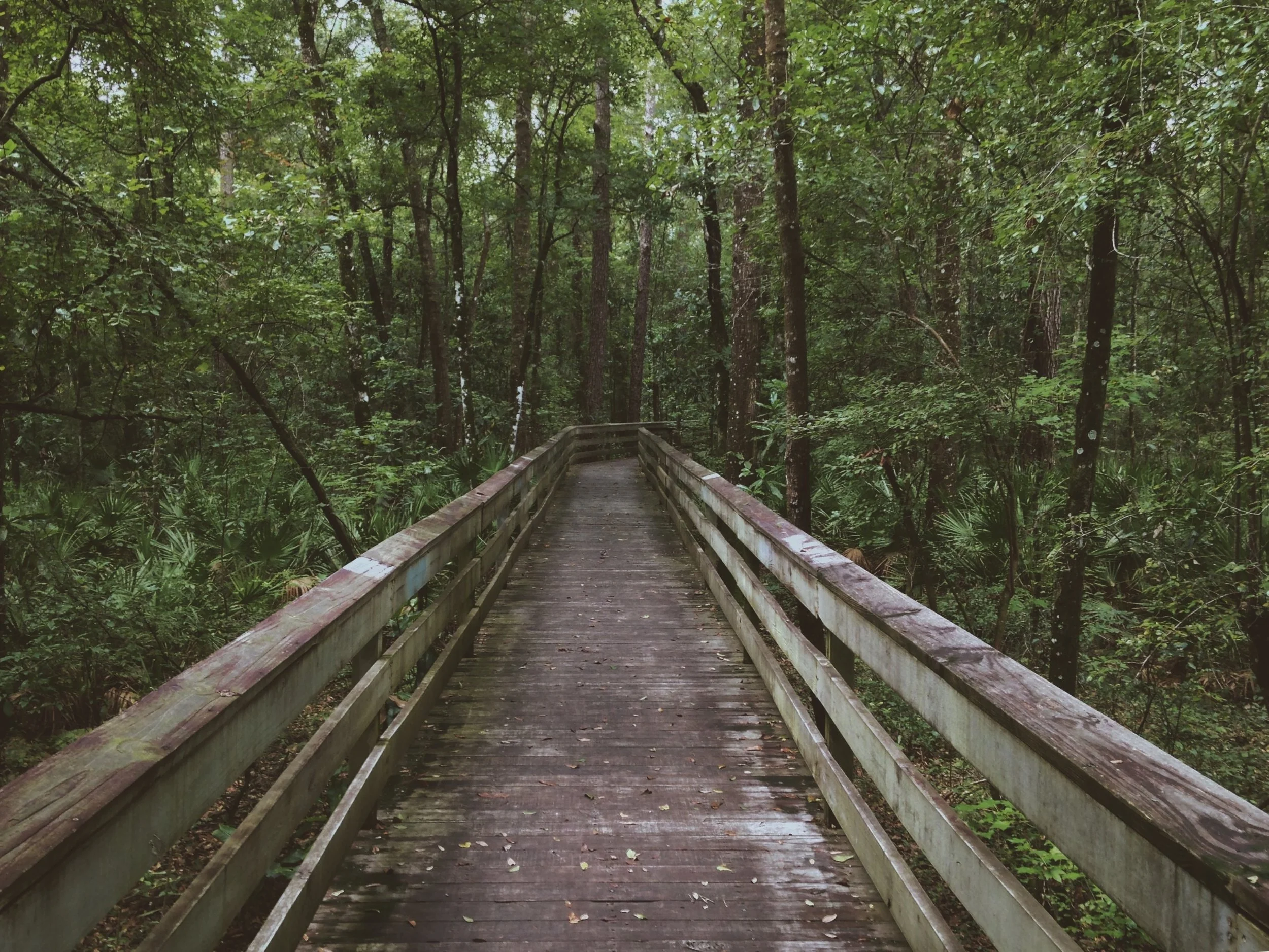 Forest through trees 2.jpg
