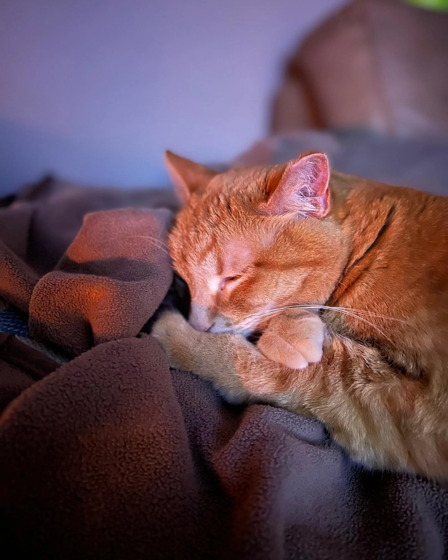We&rsquo;ve hit &lsquo;have a fire every night if possible&rsquo; season and Pippi is all in with the plan. 
#winter #wintersurvival #catsofinstagram #orangecatsofinstagram #adoptdontshop