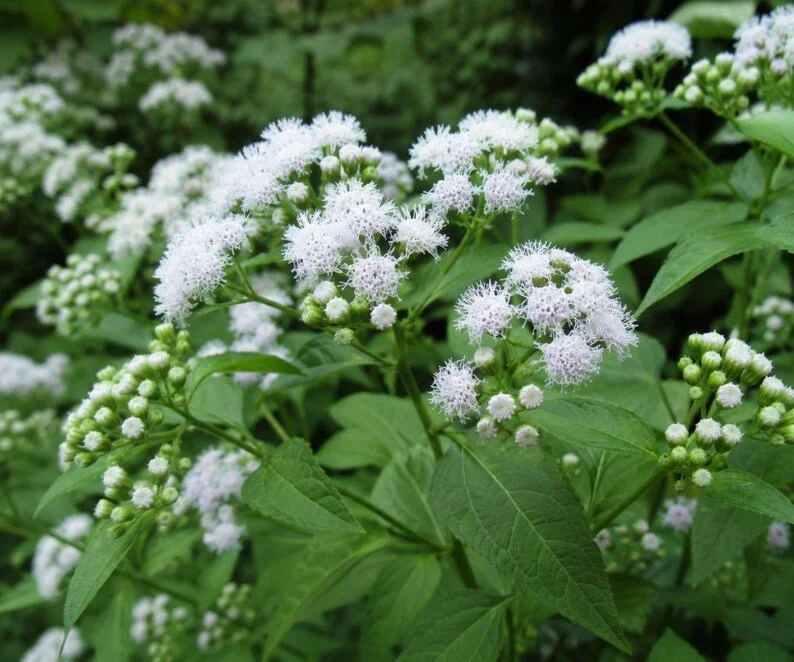 White Snakeroot - Ageratina altissima