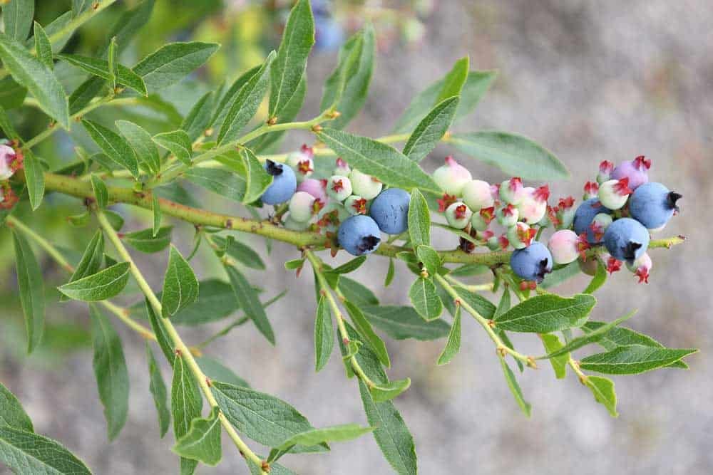 Low-Bush Blueberry - Vaccinium angustifolium