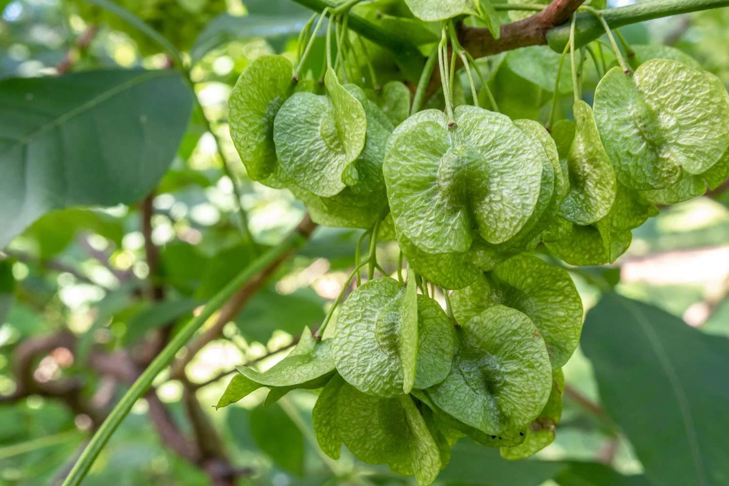 Hopetree (Wafer Ash) - Ptelea trifoliata
