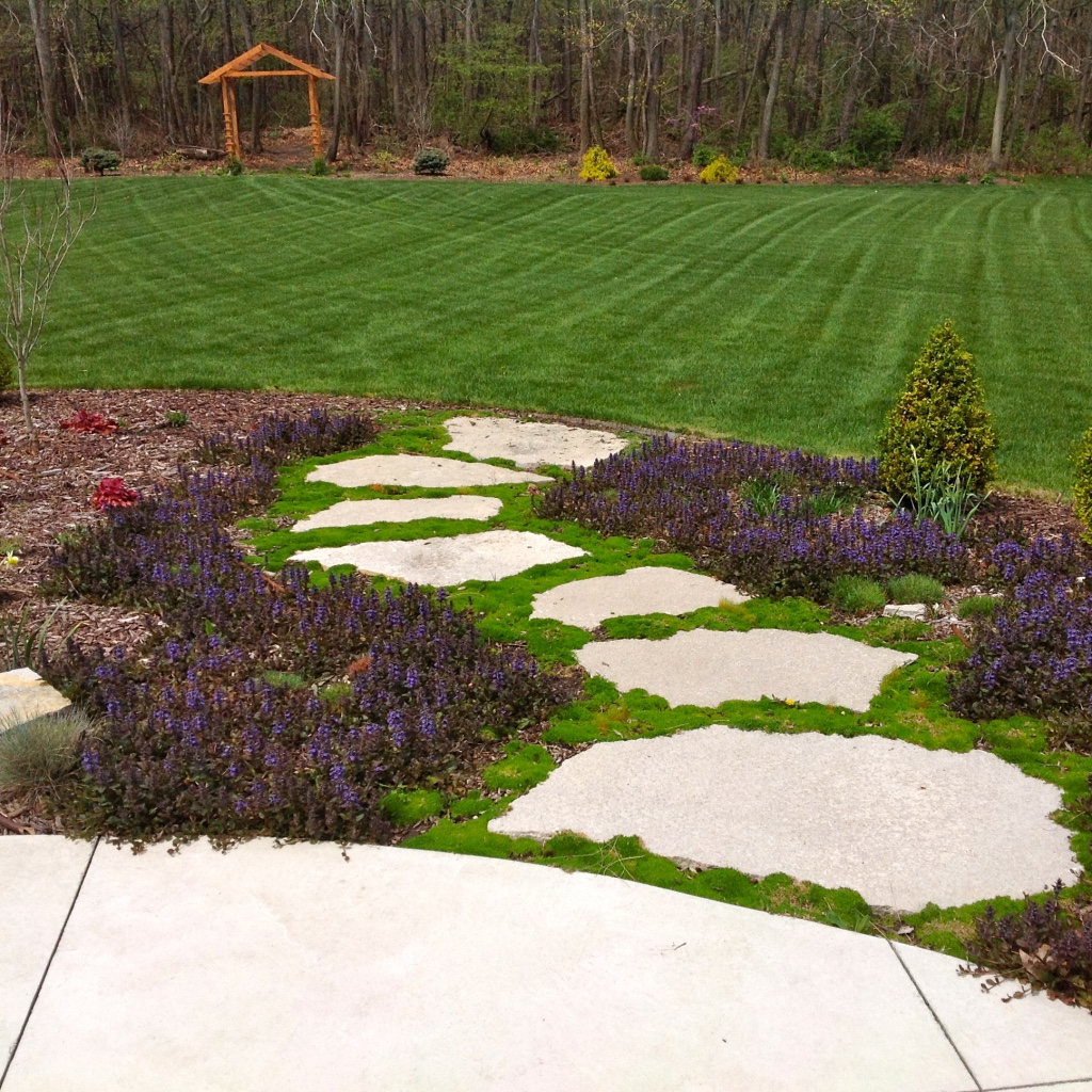 Flagstone path with Irish Moss and Ajuga