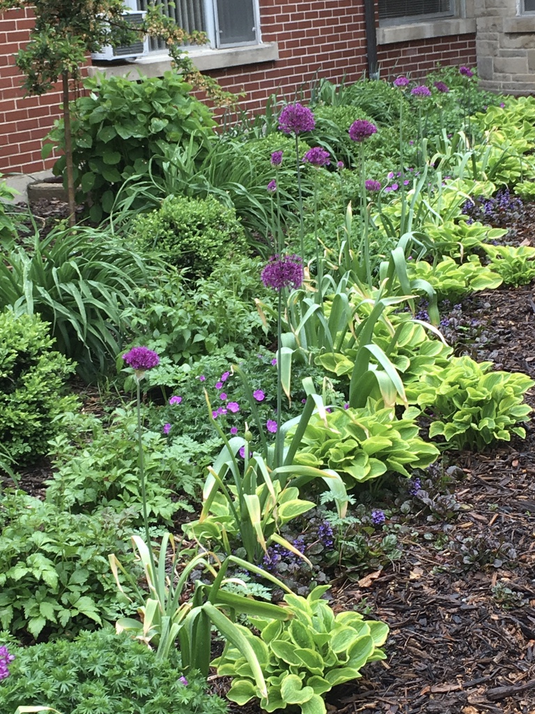 Allium, 'Gold Tiara' Hosta, and Ajuga