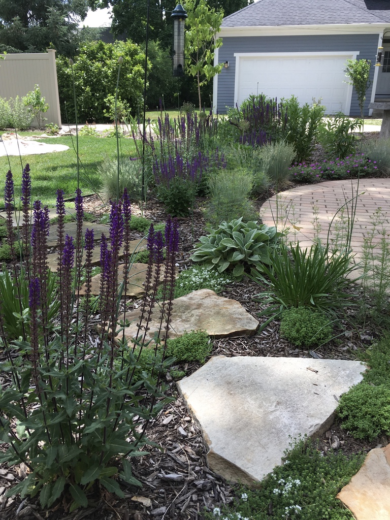 Patio garden with Salvia, Lambs ear, Thyme, Allium