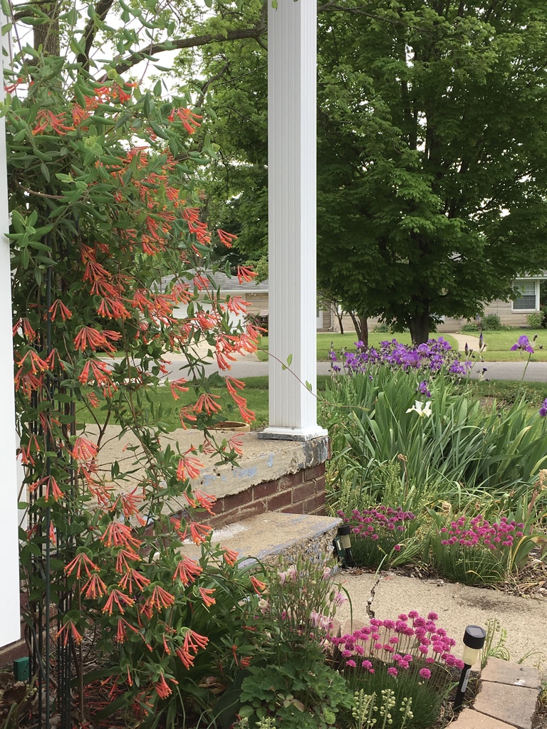 Welcoming front entrance includes Honeysuckle, Sea Thrift, and Iris