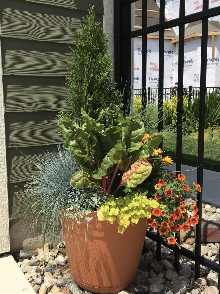 Large container with Arborvitae, Swiss Chard, Fescue, and Petunias