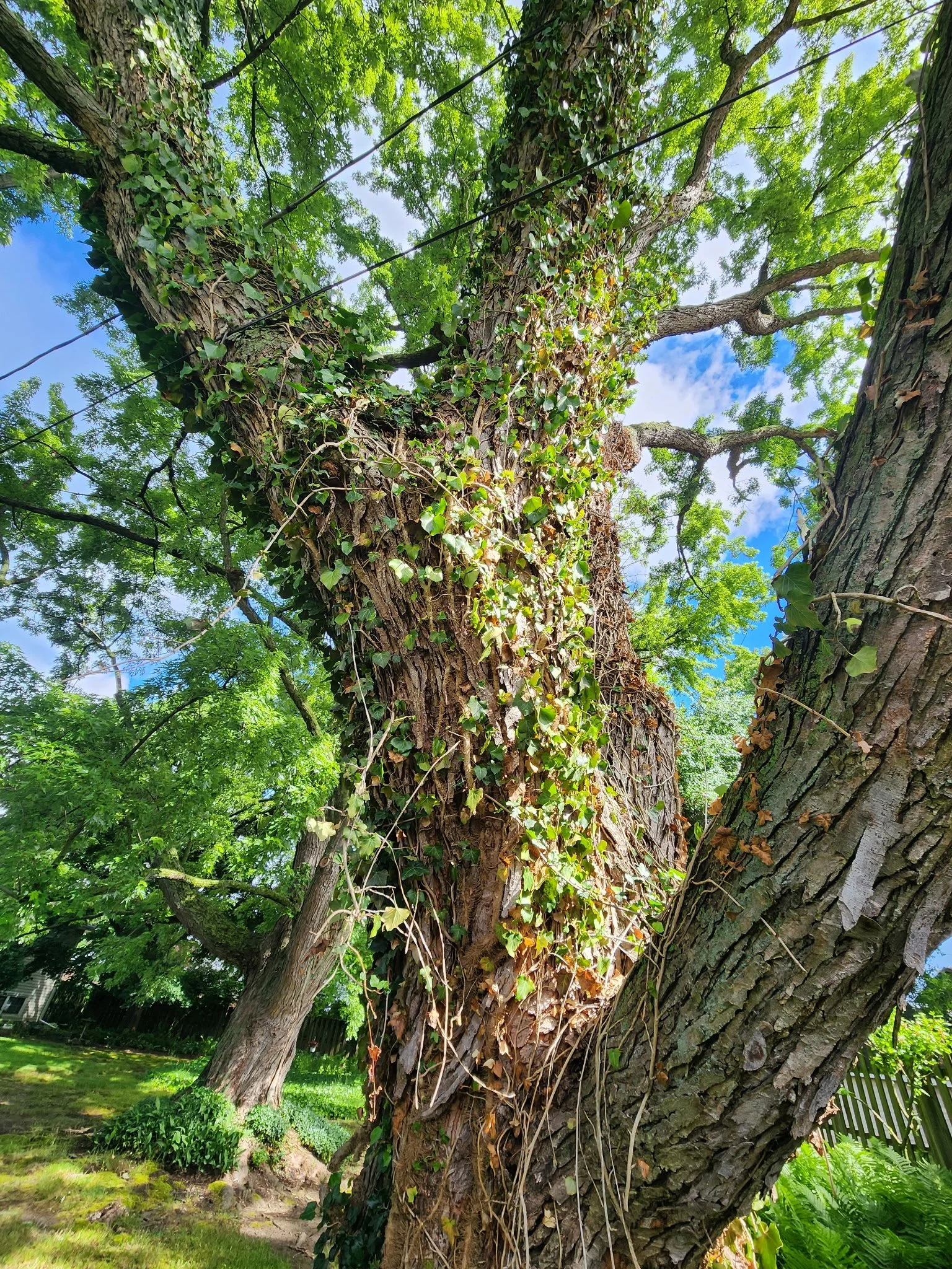 ivy.jpg